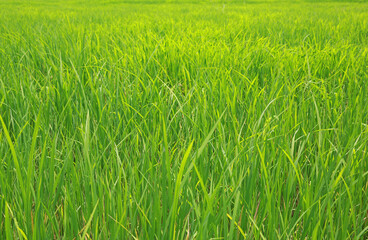 Green young rice field background in Thailand.