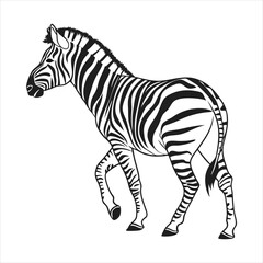 Obraz premium silhouette zebra on white background