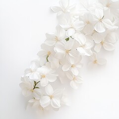 Obraz premium Delicate cluster of pristine white blossoms arranged elegantly against a stark white background