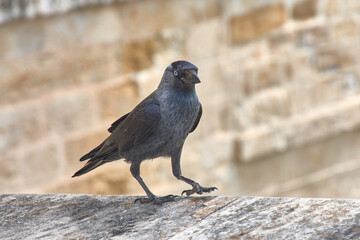 Western Jackdaw, Coloeus monedula, perched on a stone wall.