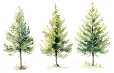 Watercolor Art of Evergreen Trees on PNG Transparency Background