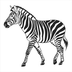 Fototapeta premium silhouette zebra on white background