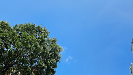  Upper part of a large green tree against a wide clear blue sky