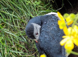 A puffin lying peacefully on the rocky ground, its vibrant beak tucked neatly beneath its wing as...