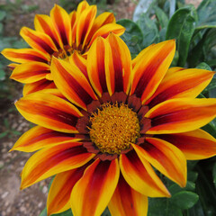 日本でガザニアがオレンジ色や黄色の花を咲かせています