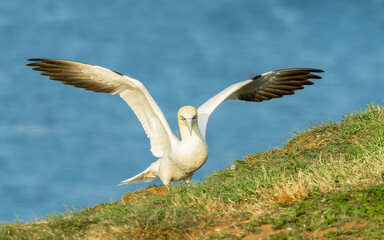 Gannet, Scientific name: Morus bassanus. A Northern Gannet flying in from the sea with wings spread and landing at Bempton Cliffs, East Yorkshire. UK. Clean background,  Copy Space. Horizontal.