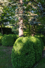 Serene garden scene with neatly trimmed boxwood bushes in foreground and tall blue spruce tree trunk providing natural backdrop. Nature concept for landscape design