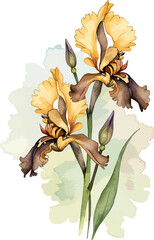 A delicate watercolor painting depicts three Bee Orchids (Ophrys apifera) featuring intricate petals that resemble bee-like shapes.