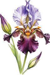 A delicate watercolor painting depicts three Bee Orchids (Ophrys apifera) featuring intricate petals that resemble bee-like shapes.