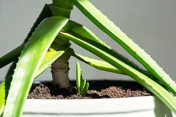 Aloe Vera Plant with a New Shoot Emerging From the Soil in White Pot. Growth and Renewal Concepts.
