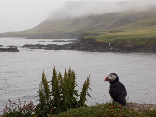 A puffin perched on a rocky cliff, gazing out over the vast, and beautiful Icelandic landscape. 