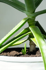 Close Up of Aloe Vera Plant with Fresh New Sprout. Homegrown Succulent for Natural Health and Beauty Remedies.