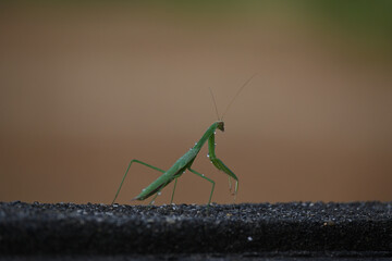 カマキリ、夏