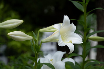 Obraz premium ユリ