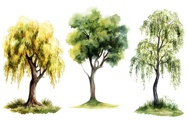 Illustration of Diverse Trees on PNG Transparency Background in Nature Environment