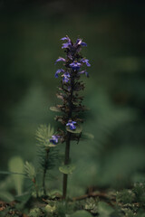 Close-Up of Bugleweed (Ajuga reptans) with Dark Background