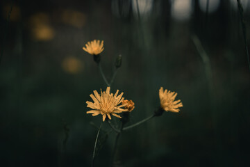 Close-Up of Yellow Viper’s-Grass (Scorzonera humilis) Flower with Dark Green Blurred Background