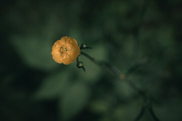 Close-Up of Meadow Buttercup (Ranunculus acris) with Dark Green Blurred Background