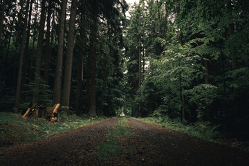 Tranquil and Mysterious Forest Path in a Dark Rainy Woodland
