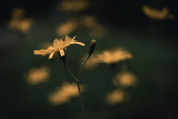 Close-Up of Yellow Viper’s-Grass (Scorzonera humilis) Flower with Dark Green Blurred Background