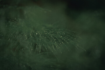 Close-Up of Horsetail Plant with Dew Drops on a Dark Background