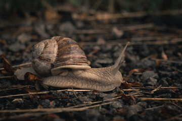 Close-Up of Snail Crawling on Dark Gray-Brown Background
