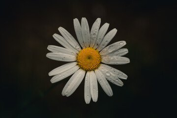 Dew-Covered Daisy Flower Close-Up with Dark Green Blurred Background