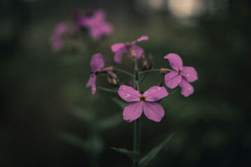 Close-Up of Night Scented Stock (Hesperis matronalis) Flower with Dark Green Blurred Background