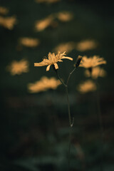 Close-Up of Yellow Viper’s-Grass (Scorzonera humilis) Flower with Dark Green Blurred Background