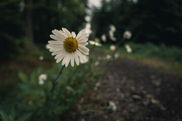 Close-Up of Daisy Blooming by a Forest Path in a Dark, Mystical Atmosphere