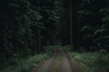 Tranquil and Mysterious Forest Path in a Dark Rainy Woodland