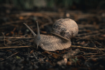 Close-Up of Snail Crawling on Dark Gray-Brown Background