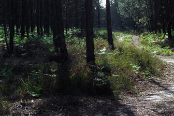 Fougères vertes et fleurs sauvages, dans la forêt des Landes de Gascogne
