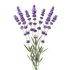 Naklejka premium Symmetrical lavender bouquet with slender stems, cut out on white background.
