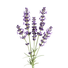 Naklejka premium Fresh lavender sprigs with purple flowers, cut out on white background.