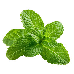 Cluster of mint leaves with vivid green color and texture, cut out on white background.