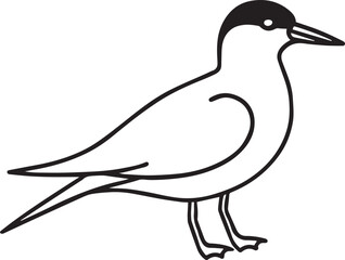Obraz premium Arctic Tern Bird Outline Line Art Vector Set