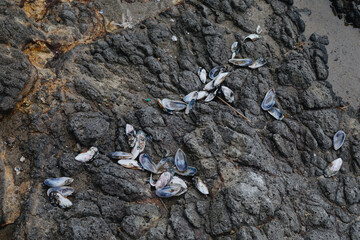 Broken mussel shells are scattered across dark, textured coastal rocks near the sand, a common sight on the shoreline.  Bethells Beach, Auckland, New Zealand