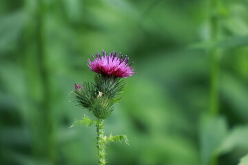 지느러미엉겅퀴