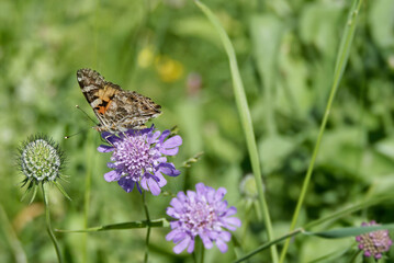 Painted Lady (Vanessa Cardui) Butterfly sitting on a small scabious in Zurich, Switzerland
