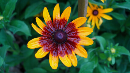 yellow flowers