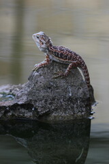 lizard, dragon, bearded dragon, photo of a bearded dragon lizard perched on a rock above the water