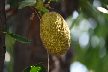 Jackfruit on the tree. This is a Moracea family Fruits. Its comman names Artocarpus heterophyllus...