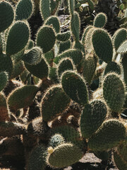 Close-Up of Prickly Pear Cactus in Sunlight