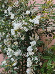 White Flowering Vine Against Pink Wall