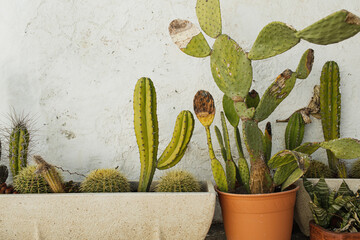Collection of Various Cacti in Pots