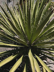 Close-Up of Agave Plant Leaves