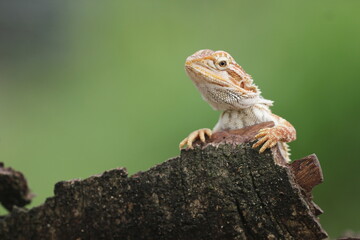 lizard, dragon, bearded dragon, photo of a bearded dragon lizard perched on a leaf