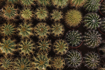 Overhead View of Various Cacti in Pots