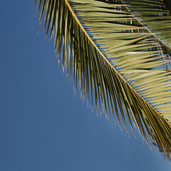 Close-Up of Palm Leaf Against Blue Sky